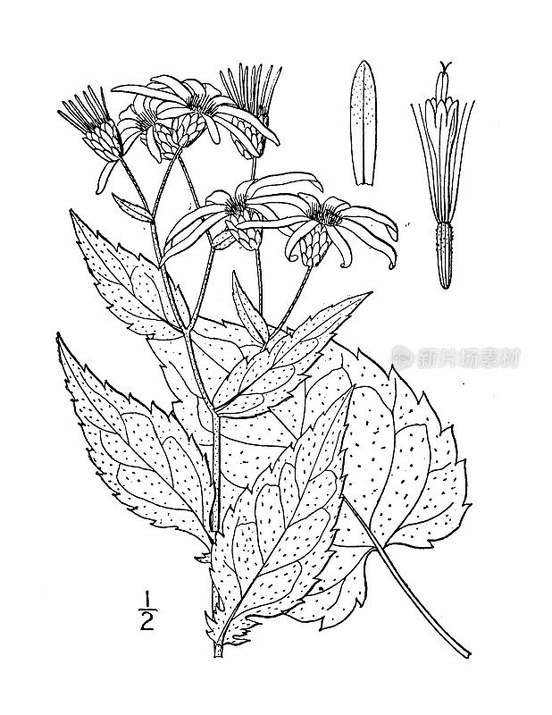 古植物学植物插图:紫菀furcatus, Forking紫菀